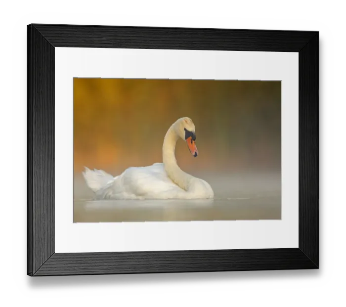 Framed Print : Mute swan (Cygnus olor) adult on a misty morning. Valkenhorst Nature Reserve Framed Print : Mute swan (Cygnus olor) adult on a misty morning. Valkenhorst Nature Reserve