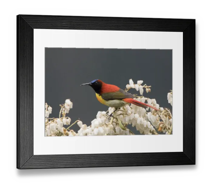 Framed Print : Fire-tailed sunbird (Aethopyga ignicauda) perched amongst blossom. North Sikkim, India Framed Print : Fire-tailed sunbird (Aethopyga ignicauda) perched amongst blossom. North Sikkim, India