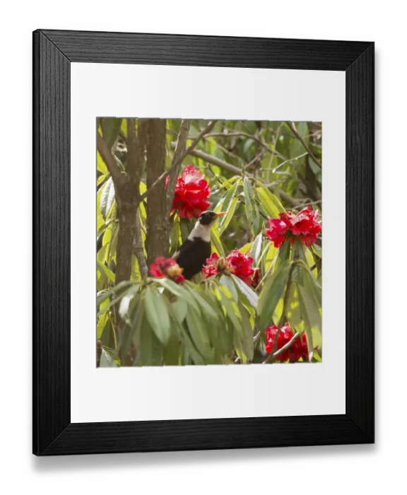 Framed Print : White collared blackbird (Turdus albocinctus) perched in Rhododendron (Rhododendron sp Framed Print : White collared blackbird (Turdus albocinctus) perched in Rhododendron (Rhododendron sp