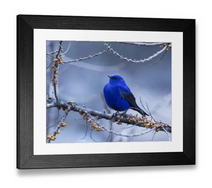 Framed Print : Grandala (Grandala coelicolor) male perched on branch of Seabuckthorn Framed Print : Grandala (Grandala coelicolor) male perched on branch of Seabuckthorn