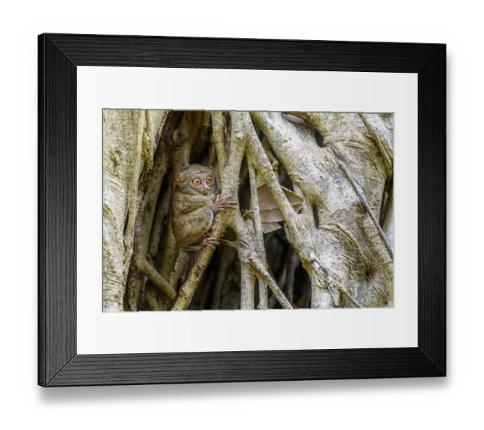Framed Print : Spectral tarsier (Tarsius spectrum) in day-time roost tree (Ficus sp. ) Framed Print : Spectral tarsier (Tarsius spectrum) in day-time roost tree (Ficus sp. )
