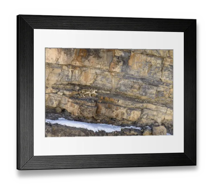 Framed Print : RF - Elderly male snow leopard (Panthera uncia) stalking Siberian ibex (Capra sp. ) Framed Print : RF - Elderly male snow leopard (Panthera uncia) stalking Siberian ibex (Capra sp. )