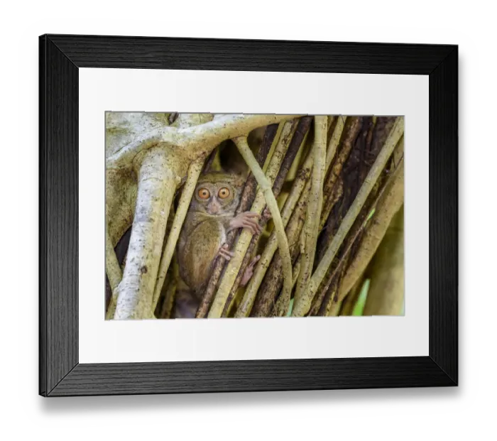 Framed Print : Spectral tarsier (Tarsius spectrum) in day-time roost tree (Ficus sp. ) Framed Print : Spectral tarsier (Tarsius spectrum) in day-time roost tree (Ficus sp. )