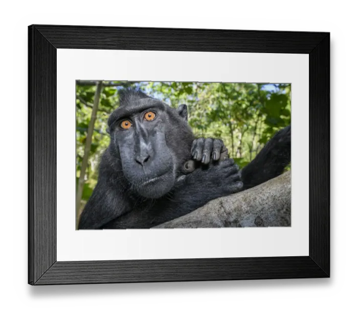 Framed Print : RF - Sulawesi black macaque (Macaca nigra) male resting in forest. Tangkoko National Park, Sulawesi, Indonesia. (This image may be licensed either as rights managed or royalty free. ) Framed Print : RF - Sulawesi black macaque (Macaca nigra) male resting in forest. Tangkoko National Park, Sulawesi, Indonesia. (This image may be licensed either as rights managed or royalty free. )
