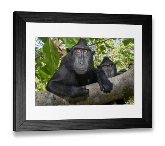 Framed Print : RF - Sulawesi black macaque (Macaca nigra) male, resting in forest Framed Print : RF - Sulawesi black macaque (Macaca nigra) male, resting in forest