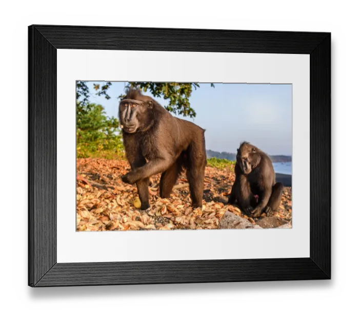 Framed Print : Sulawesi or Celebes c black macaque (Macaca nigra) foraging on exposed beach at low Framed Print : Sulawesi or Celebes c black macaque (Macaca nigra) foraging on exposed beach at low