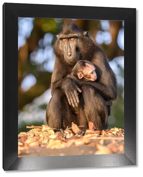 Sulawesi black macaque (Macaca nigra) female and baby Tangkoko National Park, Sulawesi