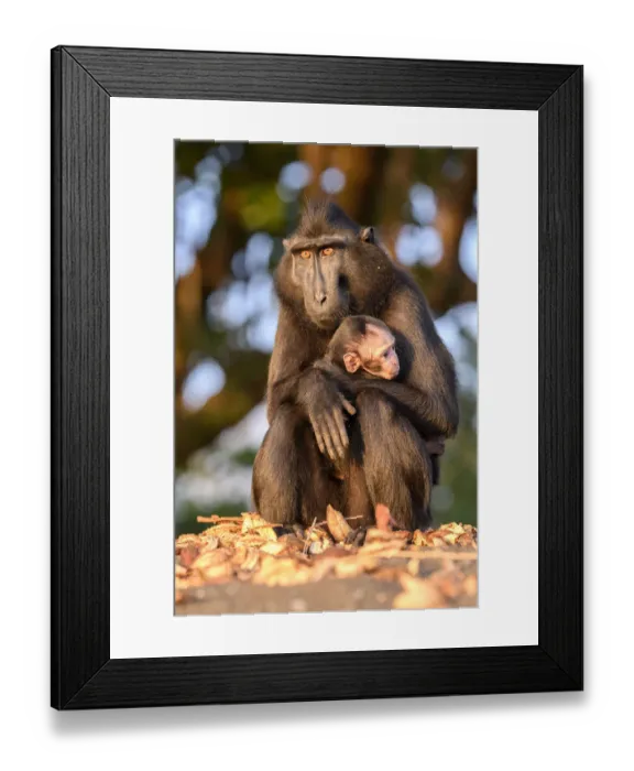 Framed Print : Sulawesi black macaque (Macaca nigra) female and baby Tangkoko National Park, Sulawesi Framed Print : Sulawesi black macaque (Macaca nigra) female and baby Tangkoko National Park, Sulawesi