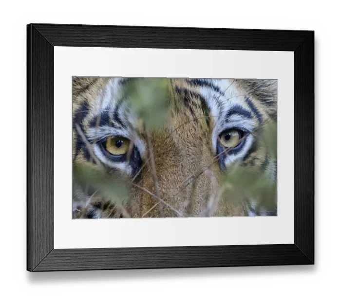 Framed Print : RF - Eyes / face of female Bengal tiger (Panthera tigris tigris Framed Print : RF - Eyes / face of female Bengal tiger (Panthera tigris tigris