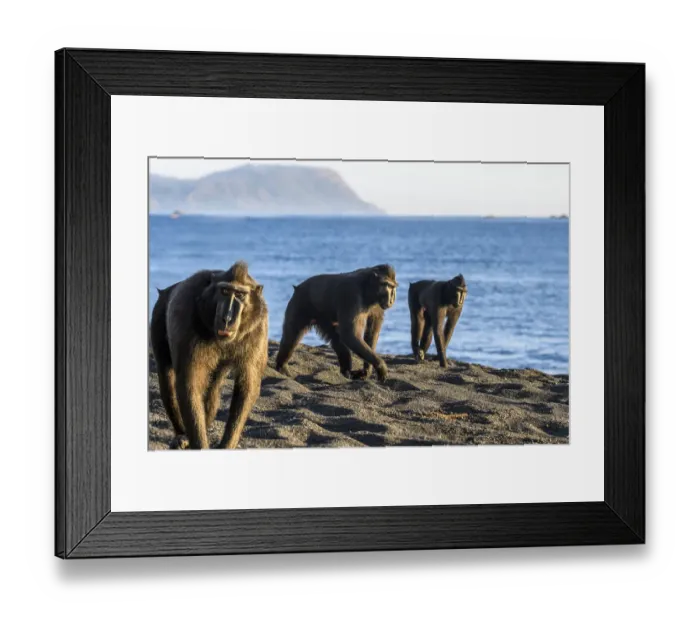 Framed Print : Sulawesi black macaques (Macaca nigra) males foraging on exposed beach at low tide Framed Print : Sulawesi black macaques (Macaca nigra) males foraging on exposed beach at low tide