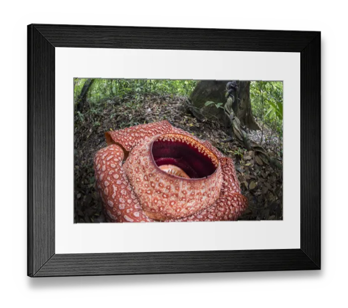Framed Print : Rafflesia flower (Rafflesia keithii) growing from Tetrastigma vine on rainforest floor Framed Print : Rafflesia flower (Rafflesia keithii) growing from Tetrastigma vine on rainforest floor