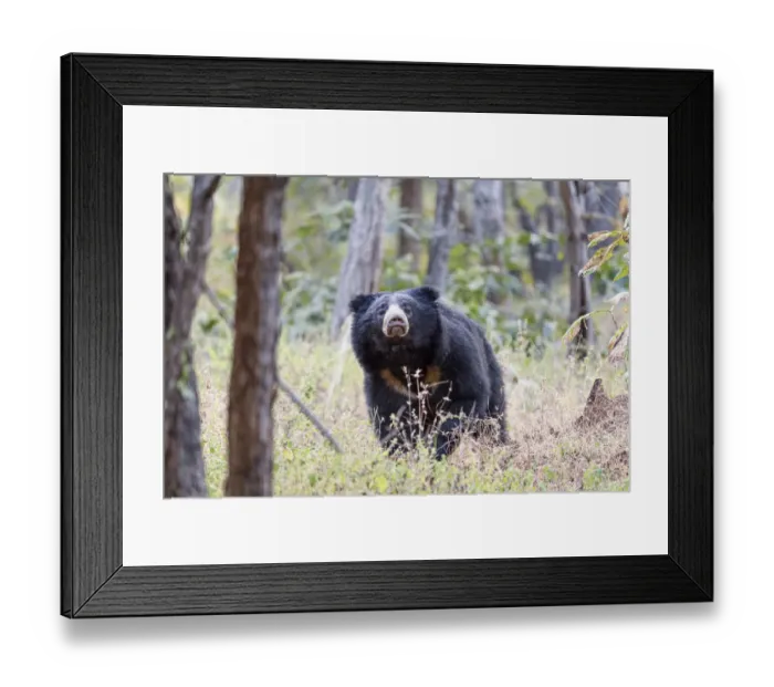 Framed Print : Sloth bear (Melursus ursinus) male foraging in forest understory Framed Print : Sloth bear (Melursus ursinus) male foraging in forest understory