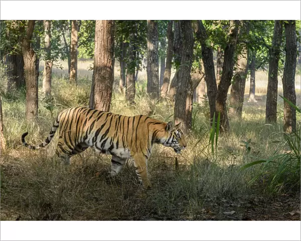 Bengal tiger (Panthera tigris tigris) female walking through sal (Shorea robusta) forest