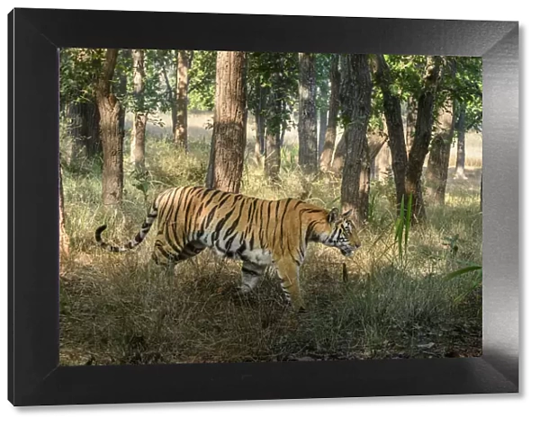 Bengal tiger (Panthera tigris tigris) female walking through sal (Shorea robusta) forest