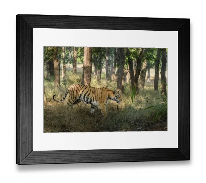 Framed Print : Bengal tiger (Panthera tigris tigris) female walking through sal (Shorea robusta) forest Framed Print : Bengal tiger (Panthera tigris tigris) female walking through sal (Shorea robusta) forest