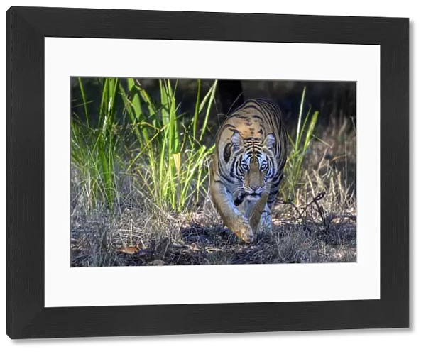 Bengal tiger (Panthera tigris tigris) female stalking through forest