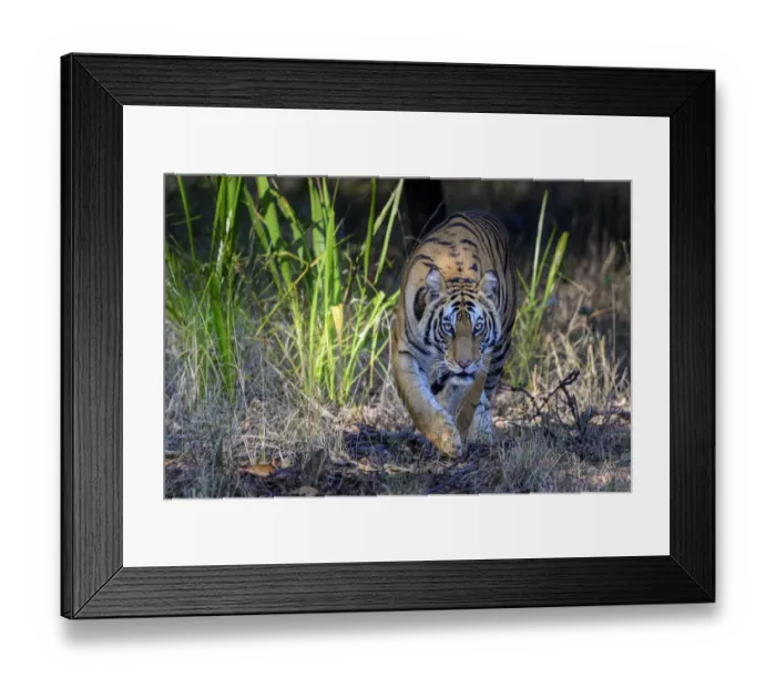 Framed Print : Bengal tiger (Panthera tigris tigris) female stalking through forest Framed Print : Bengal tiger (Panthera tigris tigris) female stalking through forest