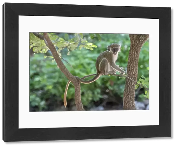 Green monkey (Chlorocebus sabaeus) juvenile sitting in tree. Janjanbureh, Gambia