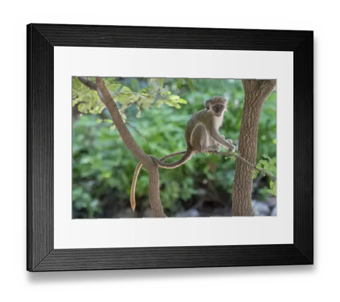 Framed Print : Green monkey (Chlorocebus sabaeus) juvenile sitting in tree. Janjanbureh, Gambia Framed Print : Green monkey (Chlorocebus sabaeus) juvenile sitting in tree. Janjanbureh, Gambia