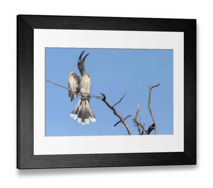 Framed Print : African grey hornbill (Lophoceros nasutus) calling in display, perched on tree snag Framed Print : African grey hornbill (Lophoceros nasutus) calling in display, perched on tree snag