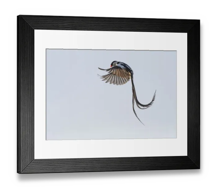 Framed Print : Pin-tailed whydah (Vidua macroura) male in display flight. Allahein River, Gambia Framed Print : Pin-tailed whydah (Vidua macroura) male in display flight. Allahein River, Gambia