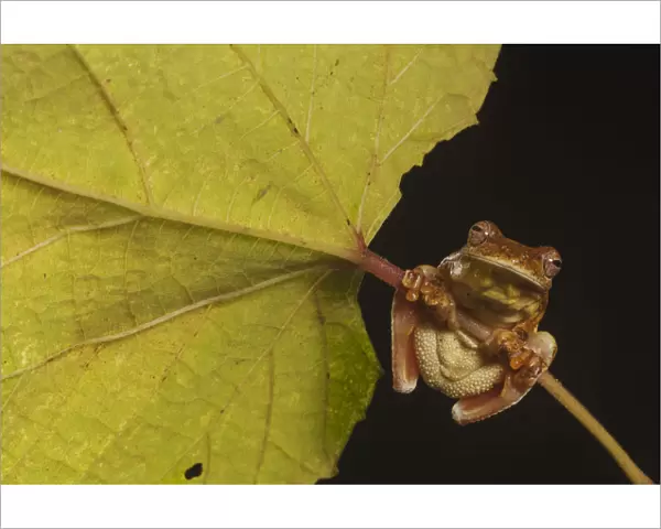 Mahogany treefrog (Tlalocohyla loquax) clasping onto leaf stem, view from below