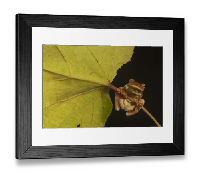 Framed Print : Mahogany treefrog (Tlalocohyla loquax) clasping onto leaf stem, view from below Framed Print : Mahogany treefrog (Tlalocohyla loquax) clasping onto leaf stem, view from below