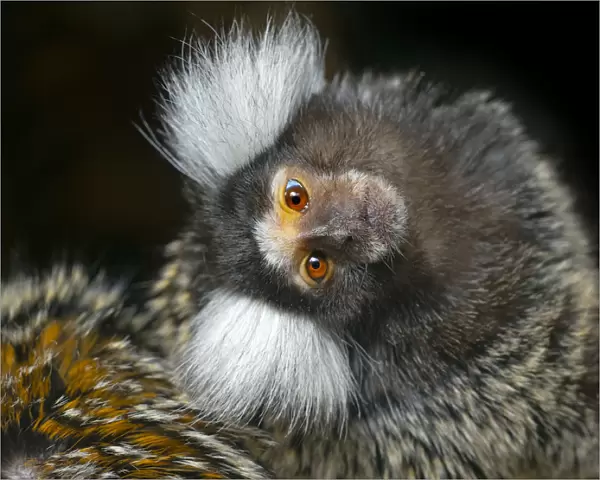 Common marmoset (Callithrix jacchus) with head tilted, captive, occurs in Brazil