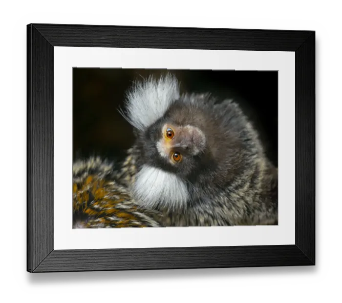 Framed Print : Common marmoset (Callithrix jacchus) with head tilted, captive, occurs in Brazil