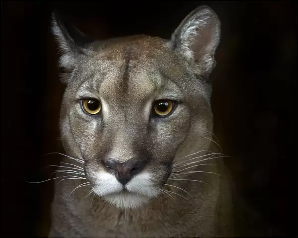 Cougar (Puma concolor) portrait, captive, occurs in Americas. Digitally manipulated