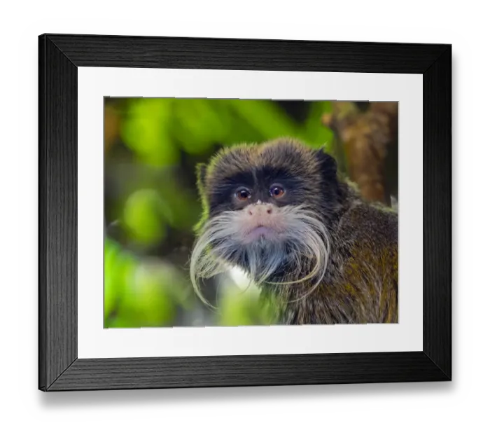 Framed Print : Emperor tamarin (Saguinus imperator ) portrait, captive, occurs in Peru and Bolivia Framed Print : Emperor tamarin (Saguinus imperator ) portrait, captive, occurs in Peru and Bolivia