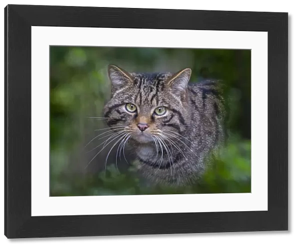 RF - European wildcat (Felis silvestris silvestris) portrait, captive