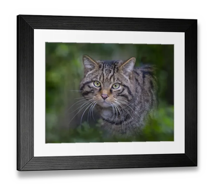 Framed Print : RF - European wildcat (Felis silvestris silvestris) portrait, captive Framed Print : RF - European wildcat (Felis silvestris silvestris) portrait, captive