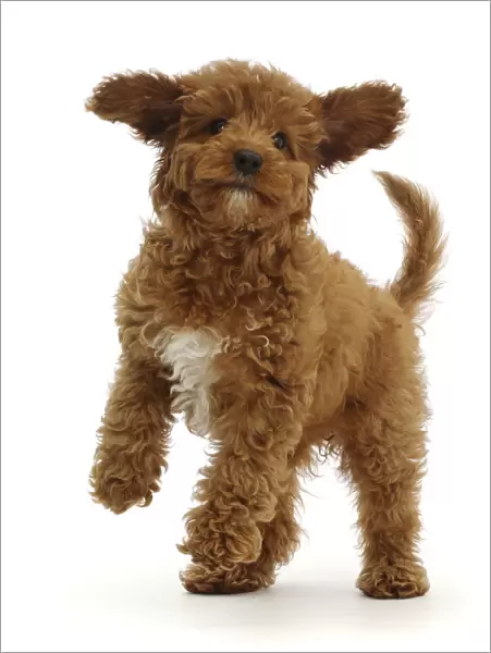 RF - Playful Red Cavapoo puppy. (This image may be licensed either as rights managed or