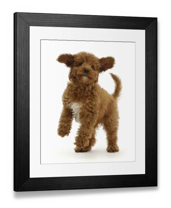 Framed Print : RF - Playful Red Cavapoo puppy. (This image may be licensed either as rights managed or Framed Print : RF - Playful Red Cavapoo puppy. (This image may be licensed either as rights managed or