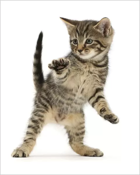 RF - Tabby kitten dancing. (This image may be licensed either as rights managed or