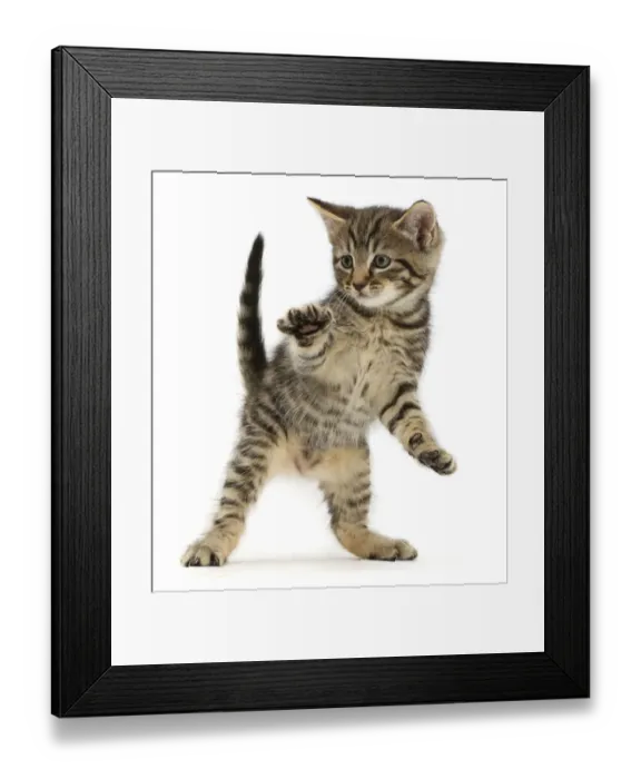 Framed Print : RF - Tabby kitten dancing. (This image may be licensed either as rights managed or Framed Print : RF - Tabby kitten dancing. (This image may be licensed either as rights managed or