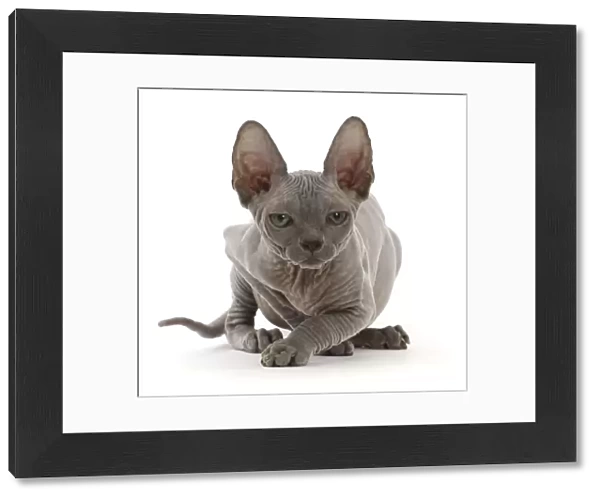 RF - Grey Sphynx kitten, age 11 weeks, portrait. (This image may be licensed either as