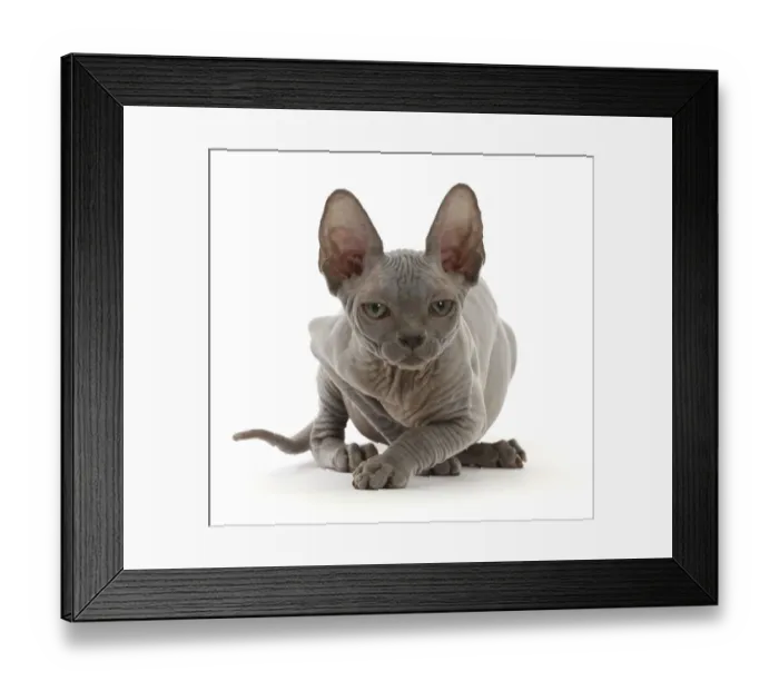 Framed Print : RF - Grey Sphynx kitten, age 11 weeks, portrait. (This image may be licensed either as Framed Print : RF - Grey Sphynx kitten, age 11 weeks, portrait. (This image may be licensed either as