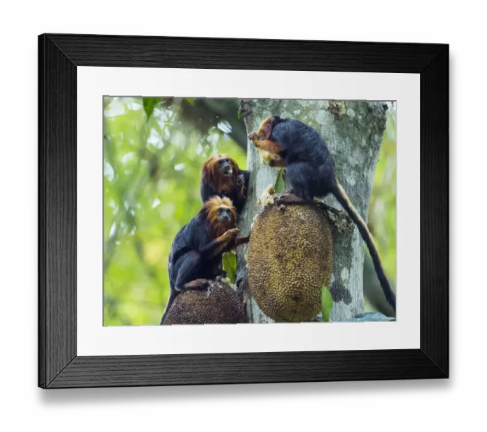 Framed Print : Golden-headed lion tamarin (Leontopithecus chrysomelas) feeding on jackfruit Framed Print : Golden-headed lion tamarin (Leontopithecus chrysomelas) feeding on jackfruit