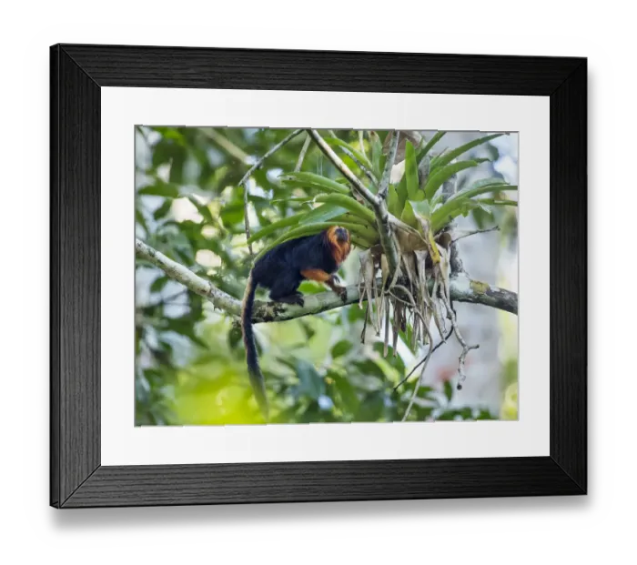 Framed Print : Golden-headed lion tamarin (Leontopithecus chrysomelas) coastal rainforest Framed Print : Golden-headed lion tamarin (Leontopithecus chrysomelas) coastal rainforest