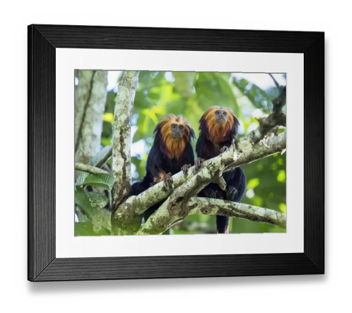 Framed Print : Two Golden-headed lion tamarin (Leontopithecus chrysomelas) in tree, coastal rainforest Framed Print : Two Golden-headed lion tamarin (Leontopithecus chrysomelas) in tree, coastal rainforest