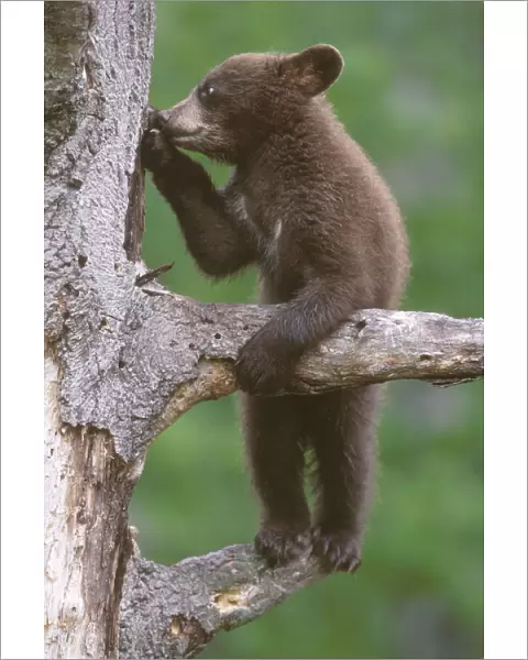 American black bear cub (Ursus americanus), age 6 months