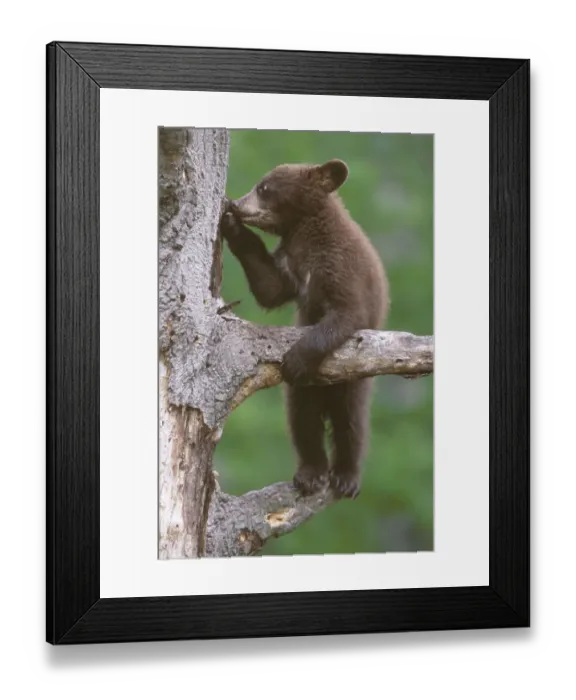 Framed Print : American black bear cub (Ursus americanus), age 6 months Framed Print : American black bear cub (Ursus americanus), age 6 months