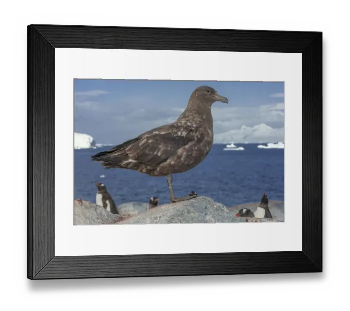 Framed Print : Brown skua (Stercorarius antarcticus), Ronge Island, Antarctica Framed Print : Brown skua (Stercorarius antarcticus), Ronge Island, Antarctica