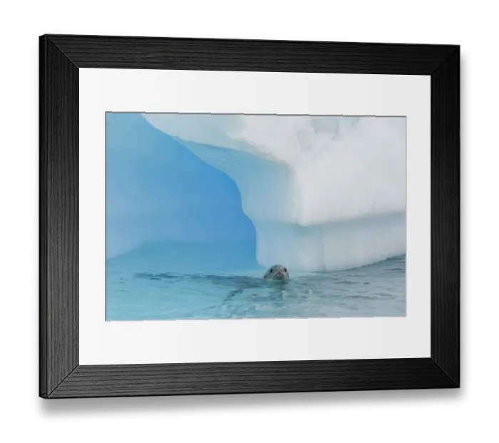 Framed Print : Crabeater Seal (Lobodon carcinophagus) adult, near oceberg Framed Print : Crabeater Seal (Lobodon carcinophagus) adult, near oceberg