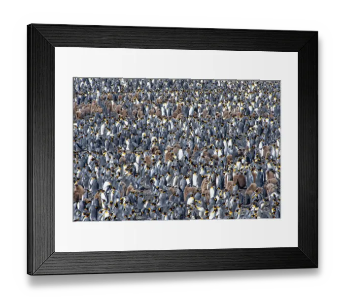 Framed Print : King penguin (Aptenodytes patagonicus) breeding colony, Salisbury Plain, South Georgia Framed Print : King penguin (Aptenodytes patagonicus) breeding colony, Salisbury Plain, South Georgia