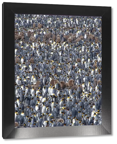King penguin (Aptenodytes patagonicus) breeding colony, Salisbury Plain, South Georgia