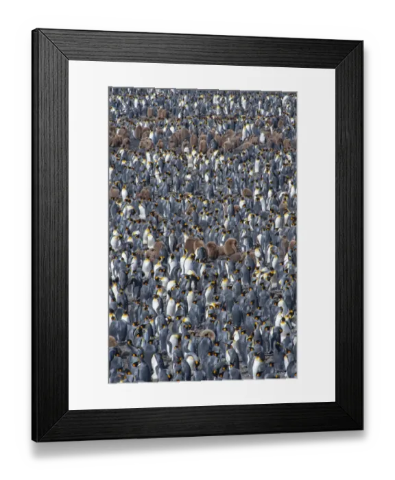Framed Print : King penguin (Aptenodytes patagonicus) breeding colony, Salisbury Plain, South Georgia Framed Print : King penguin (Aptenodytes patagonicus) breeding colony, Salisbury Plain, South Georgia