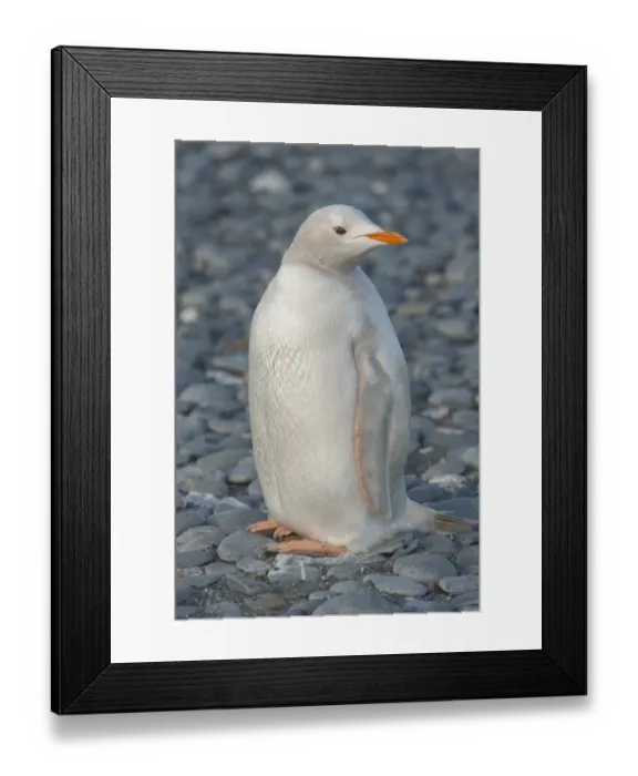 Framed Print : Gentoo Penguin (Pygoscelis papua) albino, Salisbury Island, South Georgia Framed Print : Gentoo Penguin (Pygoscelis papua) albino, Salisbury Island, South Georgia